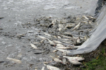 3,5 tone de peste au ajuns in lacul "La Izvor". Cu ce scop - FOTO 3,5 tone de peste au ajuns in lacul "La Izvor". Cu ce scop - FOTO
