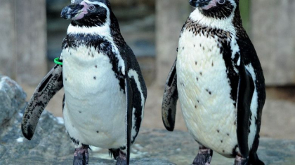 Un englez a furat doi pinguini de la Zoo si i-a scos apoi la vanzare pe Facebook. Cati ani de inchisoare a primit