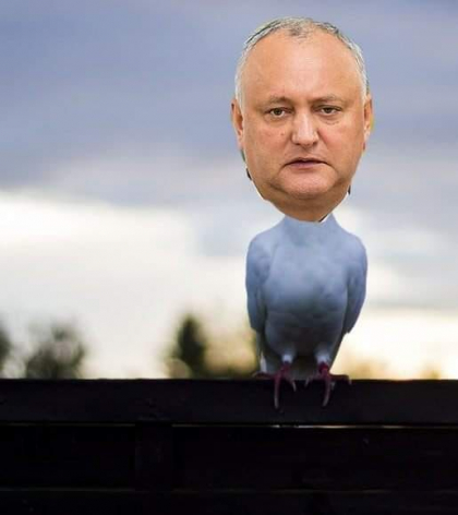 "Dodon oleaca porumbel". Vezi cele mai amuzante meme-uri postate de internauti, dupa declaratiile facute de Igor Dodon - FOTO/VIDEO