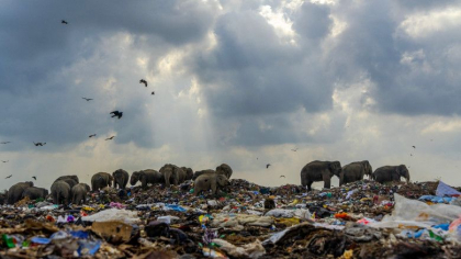 Sri Lanka sapa santuri in jurul gropilor de gunoi pentru a tine la distanta elefantii flamanzi Sri Lanka sapa santuri in jurul gropilor de gunoi pentru a tine la distanta elefantii flamanzi