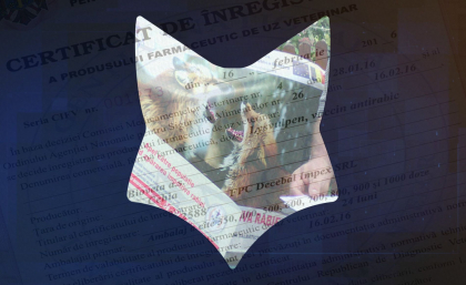 Afaceri cu statul: VULPOIUL. Un contract de aproape 23 de milioane de lei a fost atribuit unei firme care a intrat in vizorul procurorilor. Omul de afaceri din spatele firmei - retinut. Ce incercau sa faca - Rise.md