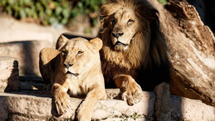 Mai multi lei ai unei gradini zoologice din Spania au fost testati pozitiv cu Covid-19 Mai multi lei ai unei gradini zoologice din Spania au fost testati pozitiv cu Covid-19