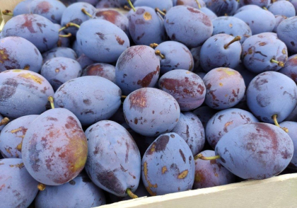 Peste 20 de tone de prune moldovenesti, care au ajuns in Federatia Rusa, distruse Peste 20 de tone de prune moldovenesti, care au ajuns in Federatia Rusa, distruse