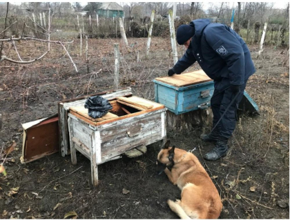 Ascundeau marijuana intr-un ... stup de albine. Mai multi moldoveni, retinuti de politisti si risca ani grei de inchisoare - FOTO Ascundeau marijuana intr-un ... stup de albine. Mai multi moldoveni, retinuti de politisti si risca ani grei de inchisoare - FOTO