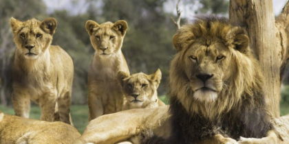 Gradina Zoologica Chisinau - fara lei. Toate trei feline au decedat in perioada acestui an Gradina Zoologica Chisinau - fara lei. Toate trei feline au decedat in perioada acestui an