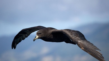 Noua Zeelanda. Satul in care autoritatile au oprit iluminatul stradal pentru a salva o specie rara de pasari Noua Zeelanda. Satul in care autoritatile au oprit iluminatul stradal pentru a salva o specie rara de pasari
