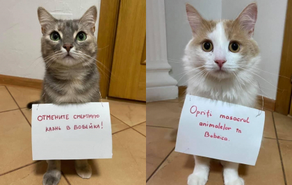 Mai multe persoane au semnat o petitie online pentru anularea deciziei ce permite impuscarea animalelor fara adapost, la Bobeica - GALERIE FOTO Mai multe persoane au semnat o petitie online pentru anularea deciziei ce permite impuscarea animalelor fara adapost, la Bobeica - GALERIE FOTO