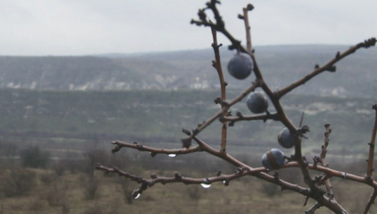 Prognoza meteo. Ninsorile de Craciun raman doar o amintire. Ce spun meteorologii