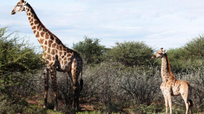 Girafe "pitice" surprinse de cercetatori in Africa. Exemplarele sunt putin mai inalte decat un cal Girafe "pitice" surprinse de cercetatori in Africa. Exemplarele sunt putin mai inalte decat un cal