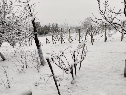 Tablou de iarna, in sudul tarii. Pe campuri, copaci, case si drumuri s-a depus un strat gros de zapada. Imagini surprinzatoare - GALERIE FOTO Tablou de iarna, in sudul tarii. Pe campuri, copaci, case si drumuri s-a depus un strat gros de zapada. Imagini surprinzatoare - GALERIE FOTO
