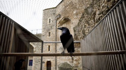 Regatul Unit si monarhia britanica, in pericol: A disparut „regina” corbilor din Turnul Londrei. Ce spune profetia despre acest lucru