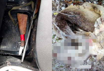 Un minor din Falesti a impuscat o caprioara cu o arma detinuta ilegal. Ce spune politia