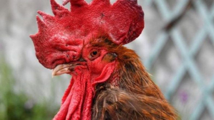 Mostenirea cocosului Maurice. Franta a adoptat o lege care protejeaza sunetele si mirosurile de la tara