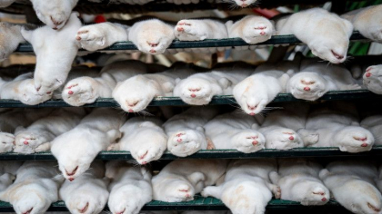 Danemarca a finalizat campania de sacrificare a nurcilor. 15 milioane de animale au fost eutanasiate Danemarca a finalizat campania de sacrificare a nurcilor. 15 milioane de animale au fost eutanasiate
