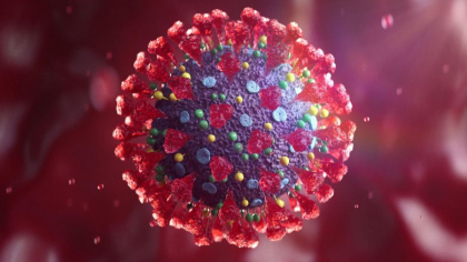 Studiu: Un antiviral nazal dezvoltat in SUA a blocat transmiterea COVID la dihori. Ar putea preveni infectia si la oameni Studiu: Un antiviral nazal dezvoltat in SUA a blocat transmiterea COVID la dihori. Ar putea preveni infectia si la oameni