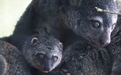 Animalul rar care face furori intr-o gradina zoo din Polonia. Motivul pentru care este pe cale de disparitie Animalul rar care face furori intr-o gradina zoo din Polonia. Motivul pentru care este pe cale de disparitie