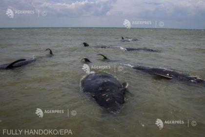 Zeci de balene-pilot au murit dupa ce au esuat pe insula indoneziana Madura Zeci de balene-pilot au murit dupa ce au esuat pe insula indoneziana Madura