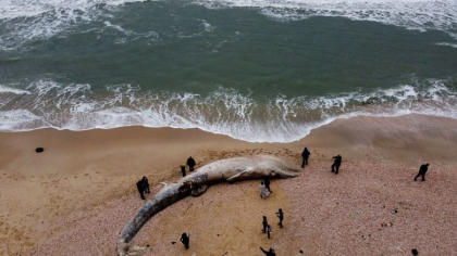 Imaginile socante ale dezastrului ecologic din Israel. Balena moarta, lunga de 17 metri, adusa de valuri pe o plaja - FOTO