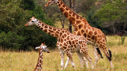 Kenya. Trei girafe dintr-o specie aflata pe cale de disparitie au murit electrocutate din cauza stalpilor de tensiune prea scunzi Kenya. Trei girafe dintr-o specie aflata pe cale de disparitie au murit electrocutate din cauza stalpilor de tensiune prea scunzi