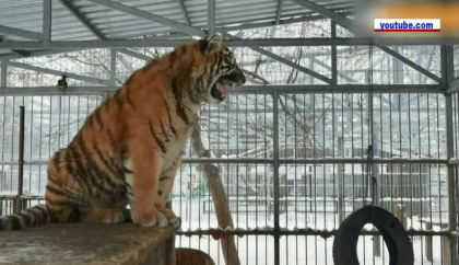 Spectacol oferit de un tigru de 8 luni la o gradina zoo din Siberia. Angajatii de acolo pretind ca acesta are calitati de artist si a fost auzit cantand Spectacol oferit de un tigru de 8 luni la o gradina zoo din Siberia. Angajatii de acolo pretind ca acesta are calitati de artist si a fost auzit cantand