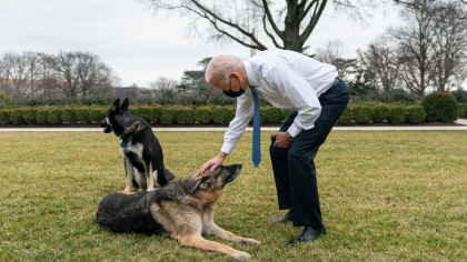 Cainii lui Joe Biden au fost dati afara de la Casa Alba, dupa un „incident” Cainii lui Joe Biden au fost dati afara de la Casa Alba, dupa un „incident”