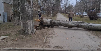 Un copac - doborat la pamant pe o strada din capitala - VIDEO Un copac - doborat la pamant pe o strada din capitala - VIDEO