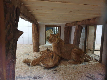 Patru pui de leu african au ajuns la Gradina Zoologica din capitala Patru pui de leu african au ajuns la Gradina Zoologica din capitala