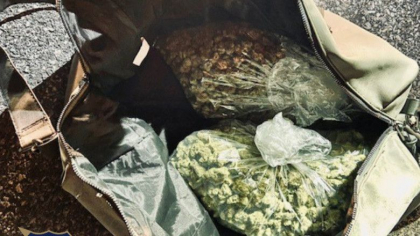 SUA. Un caine politist a descoperit jumatate de tona de marijuana in valoare de 8 milioane de dolari SUA. Un caine politist a descoperit jumatate de tona de marijuana in valoare de 8 milioane de dolari
