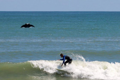 Un diavol de mare urias a fost surprins de un fotograf pe o plaja din Florida - VIDEO Un diavol de mare urias a fost surprins de un fotograf pe o plaja din Florida - VIDEO