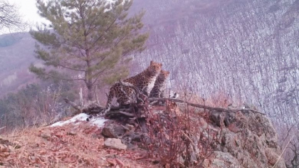 Imagini unice cu cea mai rara felina din lume si cei trei pui ai ei. In lume au mai ramas doar 100 de exemplare Imagini unice cu cea mai rara felina din lume si cei trei pui ai ei. In lume au mai ramas doar 100 de exemplare