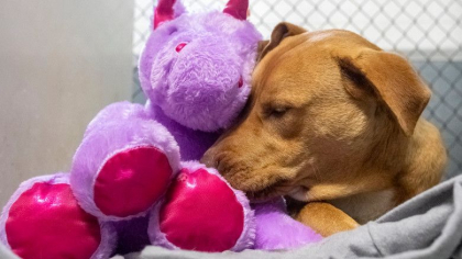 Un caine fara stapan din SUA a primit cadou un unicorn de plus pe care il furase de cinci ori dintr-un magazin