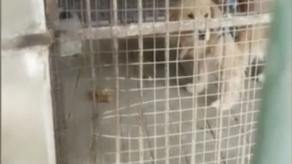 O gradina zoologica din China a inlocuit leul cu un golden retriever si a sperat ca vizitatorii nu-si dau seama
O gradina zoologica din China a inlocuit leul cu un golden retriever si a sperat ca vizitatorii nu-si dau seama