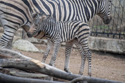 Un pui de ZEBRA s-a nascut la Gradina Zoologica din capitala