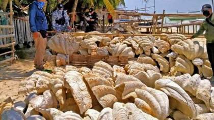 Sechestru record in Filipine. 200 de tone de scoici gigantice in valoare de 25.000 de dolari au fost confiscate - FOTO Sechestru record in Filipine. 200 de tone de scoici gigantice in valoare de 25.000 de dolari au fost confiscate - FOTO