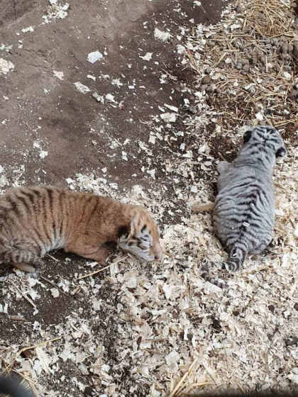 Bucurie la gradina zoologica din capitala. Acolo s-au nascut doi pui de tigri - FOTO