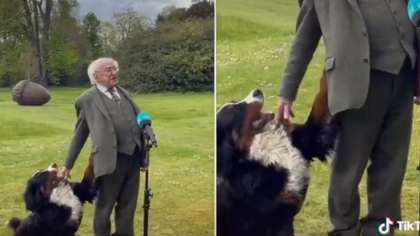 Cainele presedintelui Irlandei face show in timp ce acesta facea declaratii la postul national. Imaginile au devenit virale Cainele presedintelui Irlandei face show in timp ce acesta facea declaratii la postul national. Imaginile au devenit virale