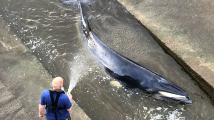 O balena de mici dimensiuni a ramas blocata in raul Tamisa. Operatiunea de salvare a durat patru ore - VIDEO O balena de mici dimensiuni a ramas blocata in raul Tamisa. Operatiunea de salvare a durat patru ore - VIDEO
