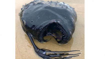 Un peste cu infatisare monstruoasa, care traieste la o adancime de un kilometru, a esuat pe o plaja din California - FOTO Un peste cu infatisare monstruoasa, care traieste la o adancime de un kilometru, a esuat pe o plaja din California - FOTO