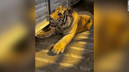 Un pui de tigru "pierdut" pe strazile din Houston a fost gasit de politisti Un pui de tigru "pierdut" pe strazile din Houston a fost gasit de politisti