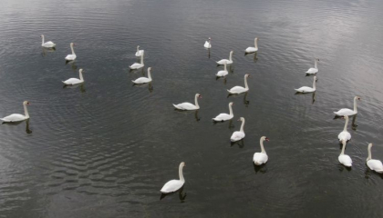 Lebedele de pe un lac din raionul Floresti, o adevarata atractie pentru turisti