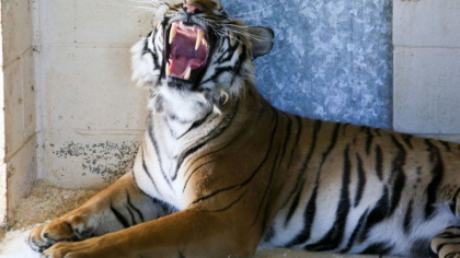 Zeci de lei si tigri, confiscati de la fostul partener al lui Joe Exotic, vedeta Tiger King care ispaseste 22 de ani de inchisoare Zeci de lei si tigri, confiscati de la fostul partener al lui Joe Exotic, vedeta Tiger King care ispaseste 22 de ani de inchisoare