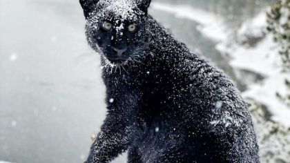  Imagini senzationale cu o pantera neagra care se joaca in zapada, in padurile siberiene