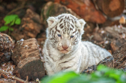 Imagini adorabile. Cei doi pui de tigri de la gradina ZOO au iesit din ascunzis - GALERIE FOTO Imagini adorabile. Cei doi pui de tigri de la gradina ZOO au iesit din ascunzis - GALERIE FOTO
