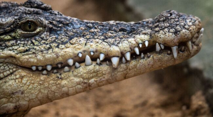 O tanara de 28 de ani s-a luptat vitejeste cu un crocodil pentru a-si salva sora geamana
