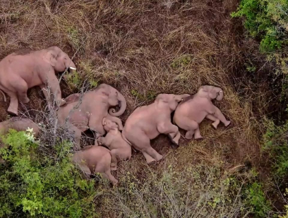Aventurile unei turme de elefanti din China, urmarite cu 14 drone, dupa ce animalele au provocat pagube in mai multe sate Aventurile unei turme de elefanti din China, urmarite cu 14 drone, dupa ce animalele au provocat pagube in mai multe sate