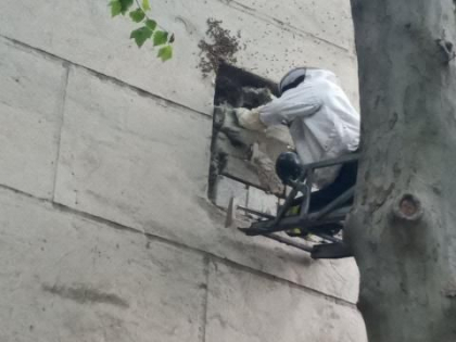 Interventie speciala a salvatorilor intr-o gradinita din capitala. Pompierii au intervenit pentru a evacua un stup de albine, patruns in blocul institutiei - VIDEO Interventie speciala a salvatorilor intr-o gradinita din capitala. Pompierii au intervenit pentru a evacua un stup de albine, patruns in blocul institutiei - VIDEO