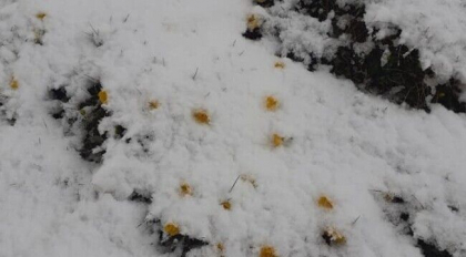 Ninsori in Romania, la jumatatea lunii iunie. Temperaturile au scazut pana la -4 grade - VIDEO
