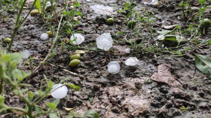 O ploaie cu grindina a facut prapad la Ungheni. Gheata a distrus gradinile oamenilor - FOTO O ploaie cu grindina a facut prapad la Ungheni. Gheata a distrus gradinile oamenilor - FOTO