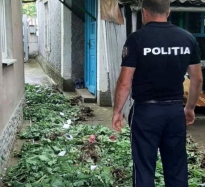 Perchezitii la Chircaiesti. Oamenii legii au gasit sute de plante de canepa Perchezitii la Chircaiesti. Oamenii legii au gasit sute de plante de canepa