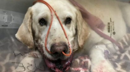 Poveste emotionanta. Un labrador i-a salvat viata stapanei sale, sarind in fata unui sarpe care voia sa o atace Poveste emotionanta. Un labrador i-a salvat viata stapanei sale, sarind in fata unui sarpe care voia sa o atace